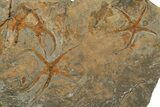 Four Ordovician, Fossil Brittle Stars (Ophiura) - Morocco #189685-4